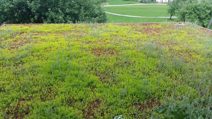 green roofs green roofs