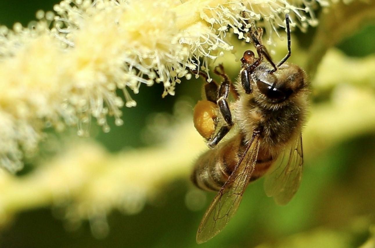 medical honey for wounds medical honey for wounds