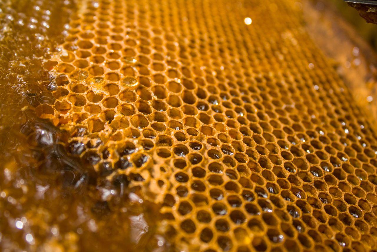 medical honey medical honey
