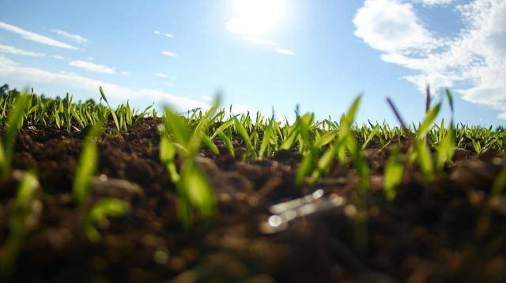 Green Roof