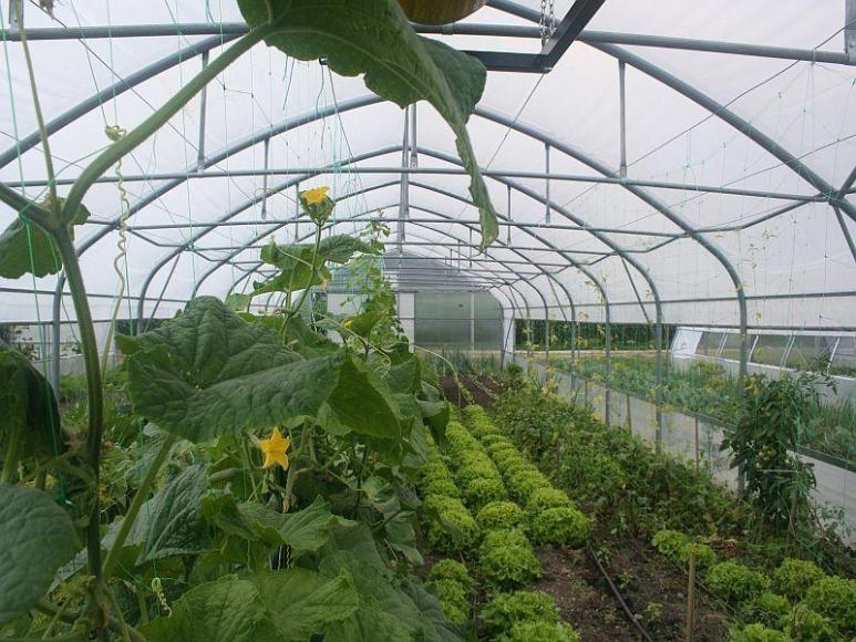 Greenhouses